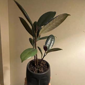 Rubber Plant plant in Raleigh, North Carolina