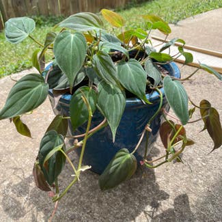 Philodendron Micans plant in Raleigh, North Carolina