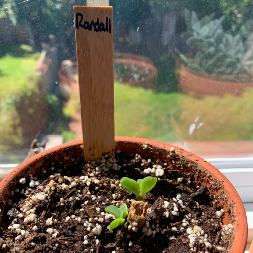 Small Ripple Jade plant in a pot with visible soil, early growth stage.