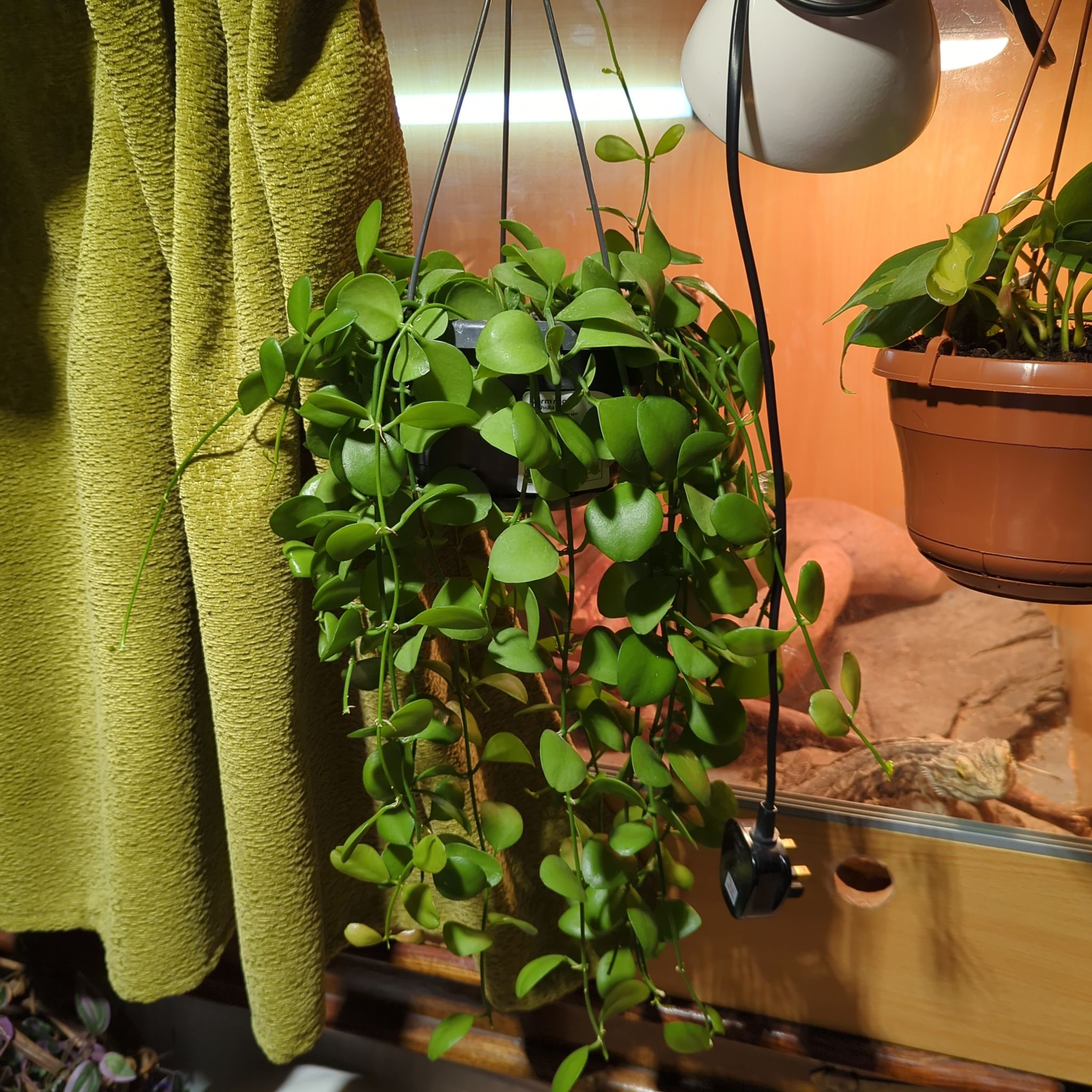Healthy String of Nickels plant in a hanging pot with vibrant green leaves.