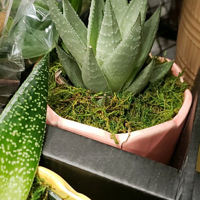 Photo of the plant species Haworthia glabrata by @ExaltedMoonglow named Forrest on Greg, the plant care app