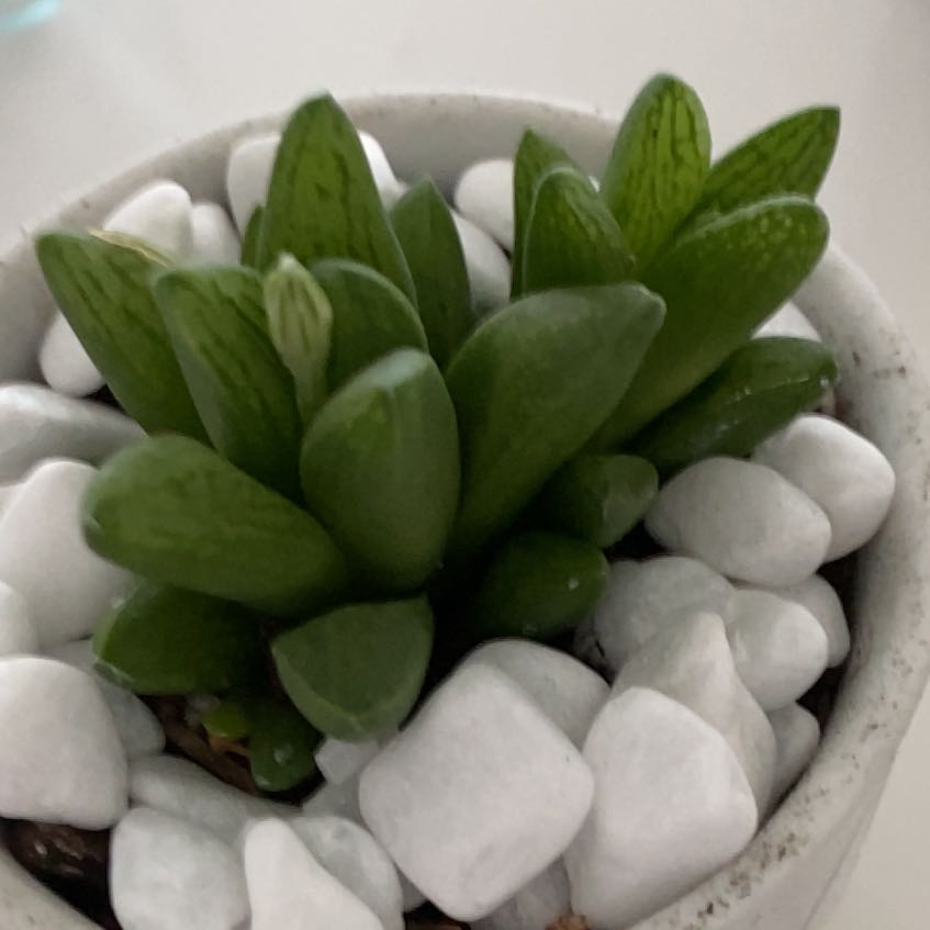 Photo of the plant species Haworthia cuspidata 'Variegata' by @ExecHeartleaf named Sol on Greg, the plant care app