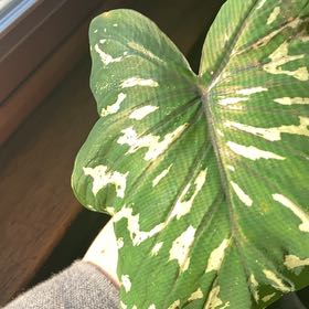 Photo of the plant species Caladium 'Poison Dart Frog' by @YokeDeathcap named da Vinci on Greg, the plant care app