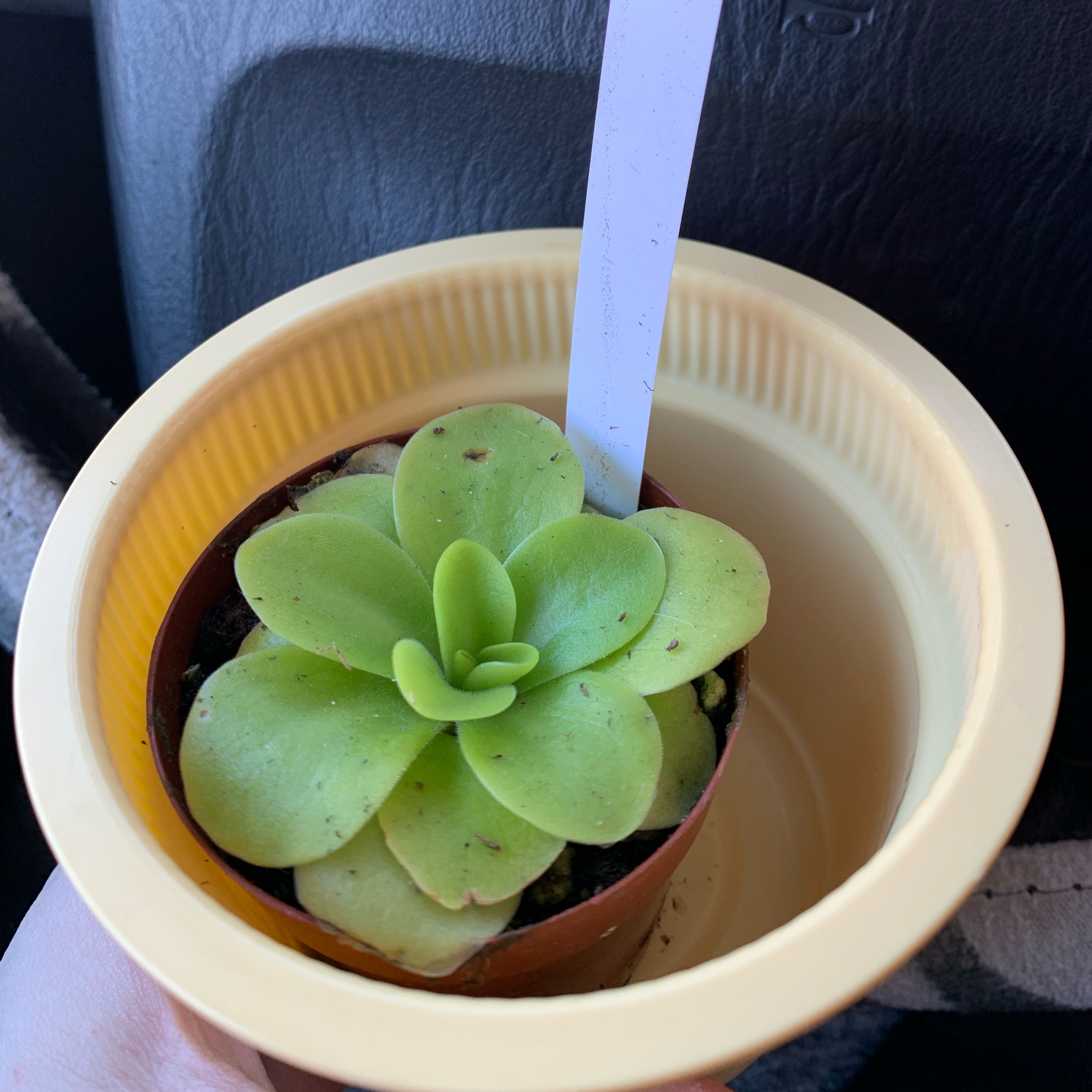 A healthy Mexican Butterwort plant in a small pot with green leaves.