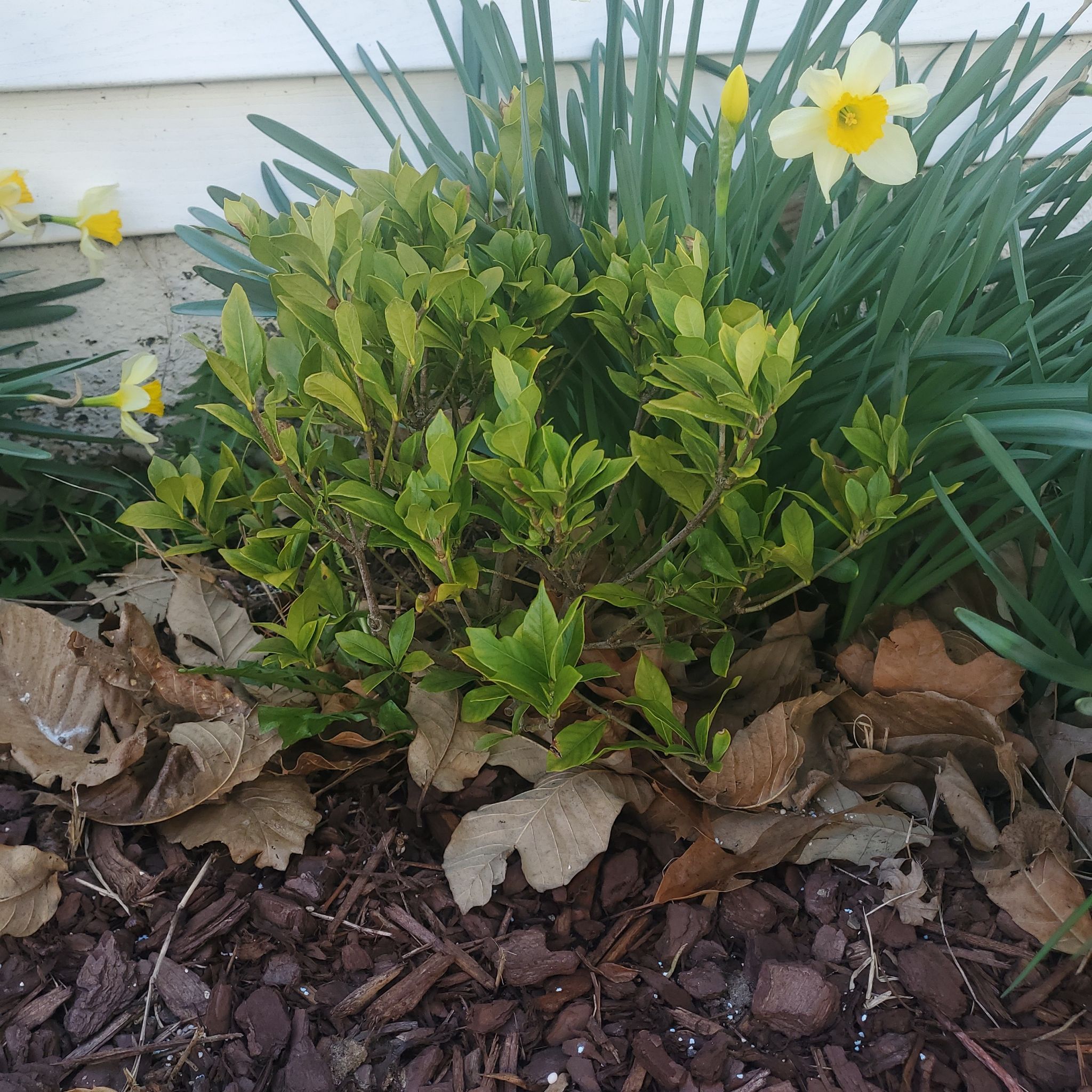 Photo of the plant species Gardenia augusta Magnifica by @GreenColleen named Jasmine on Greg, the plant care app