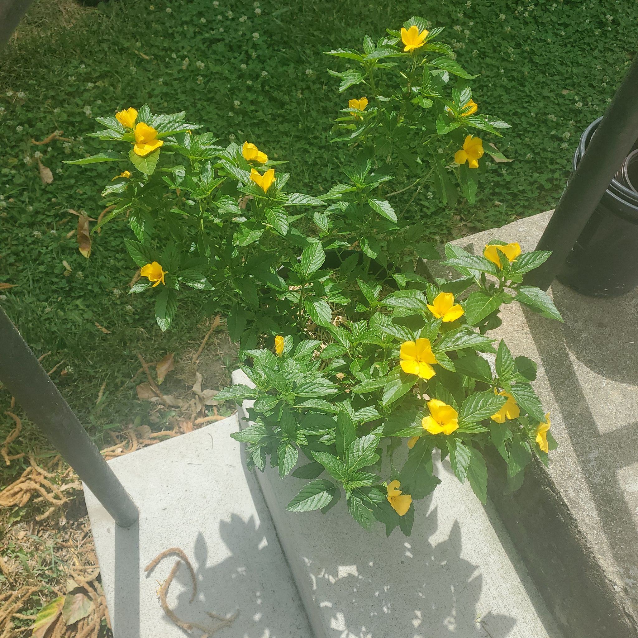 Photo of the plant species Damiana by @GreenColleen named Damien & Donna on Greg, the plant care app
