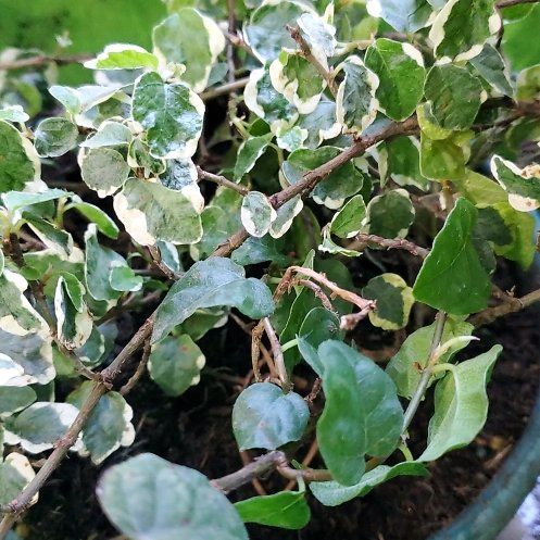 Photo of the plant species Verigated Creeping Fig by @GreenColleen named Mary on Greg, the plant care app