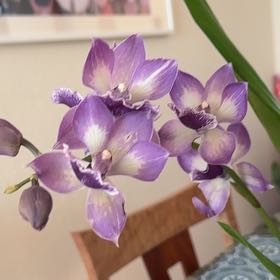 Photo of the plant species Zygonisia Cynosure 'Blue Birds' by @BrotherMorombe named Sanders on Greg, the plant care app