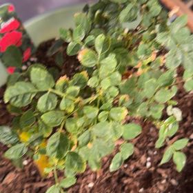 Photo of the plant species Cape Honeysuckle by @UnbeatenNeem named Plato on Greg, the plant care app