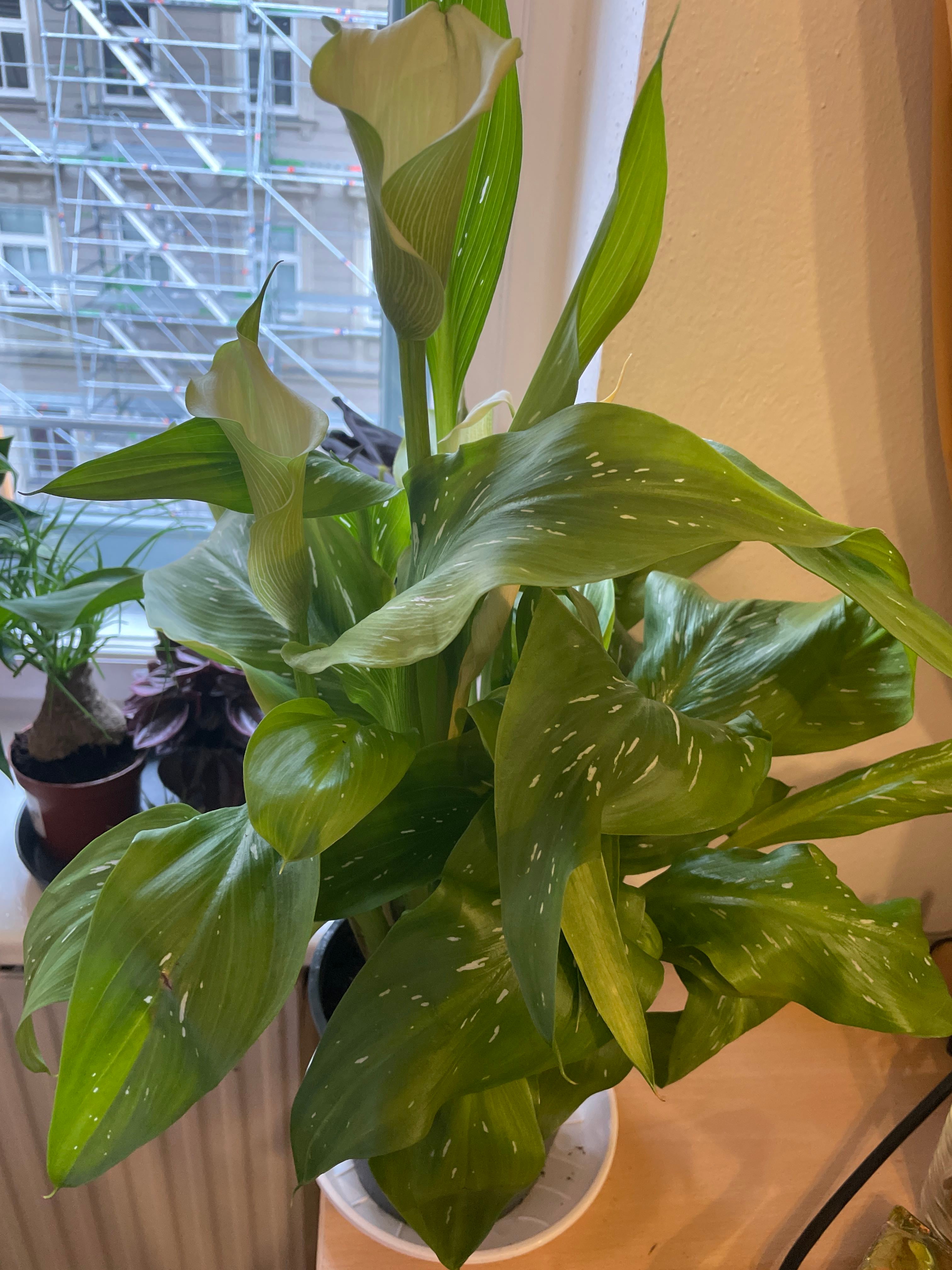 Zazu Calla Lily Plant Care Water, Light, Nutrients Greg App 🌱