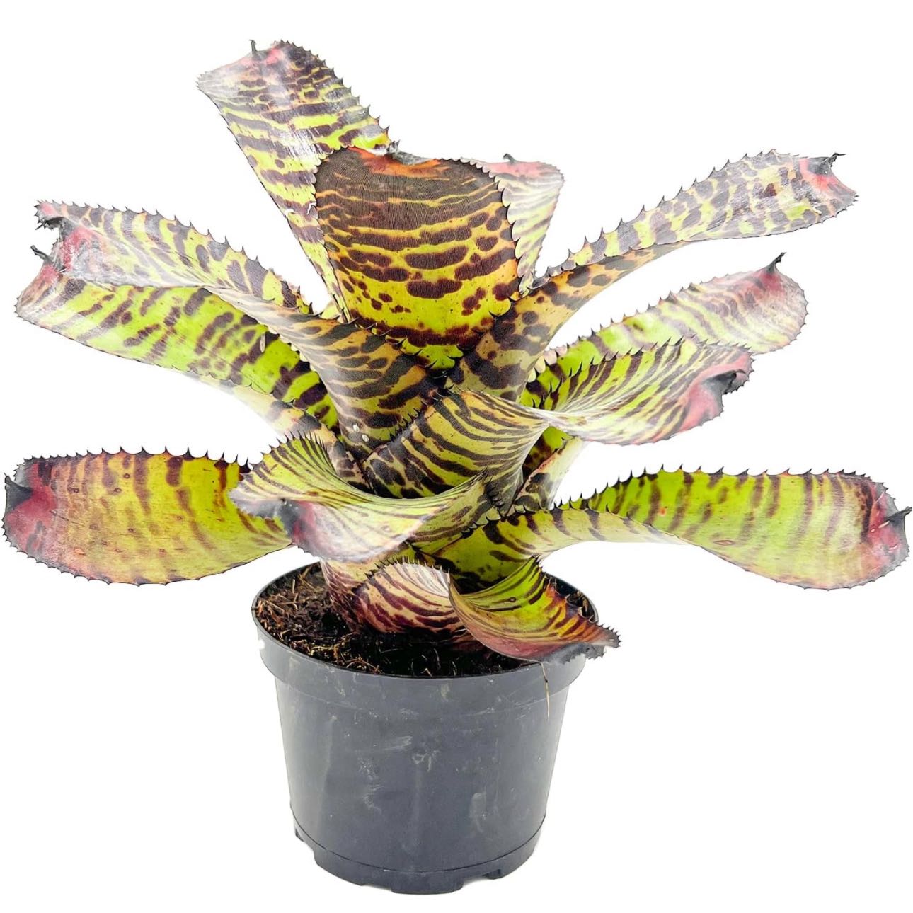 Photo of the plant species Neoregelia Dragon Bromeliad by @Sunshinemoon named Dolores on Greg, the plant care app