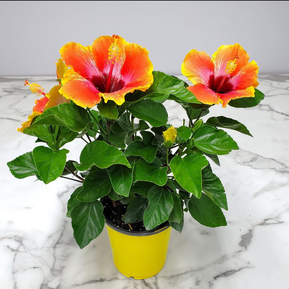 Photo of the plant species Fiesta hibiscus by @Sunshinemoon named Cleopatra on Greg, the plant care app