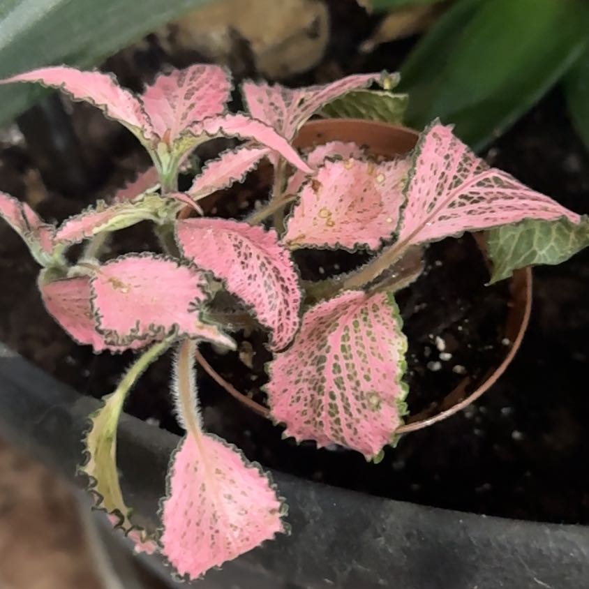 Photo of the plant species Pink Hybrid Nerve Plant by @Sunshinemoon named Harper on Greg, the plant care app