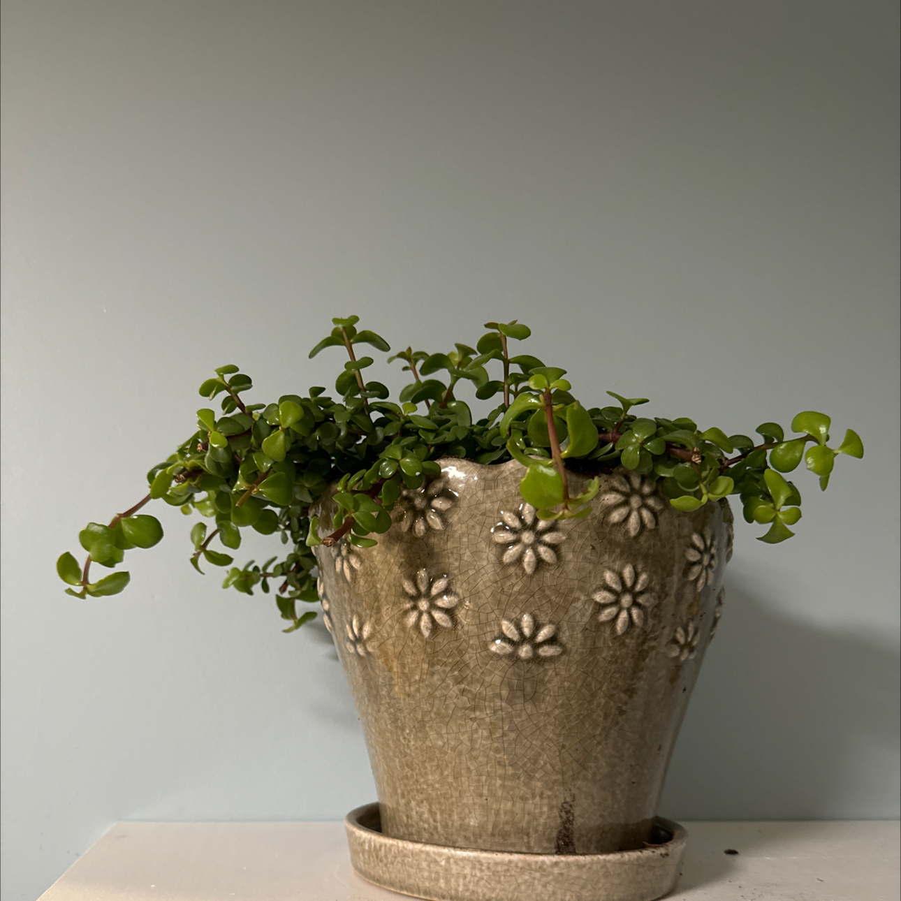 Tree Diddy | A plant by @ExactPothos on Greg