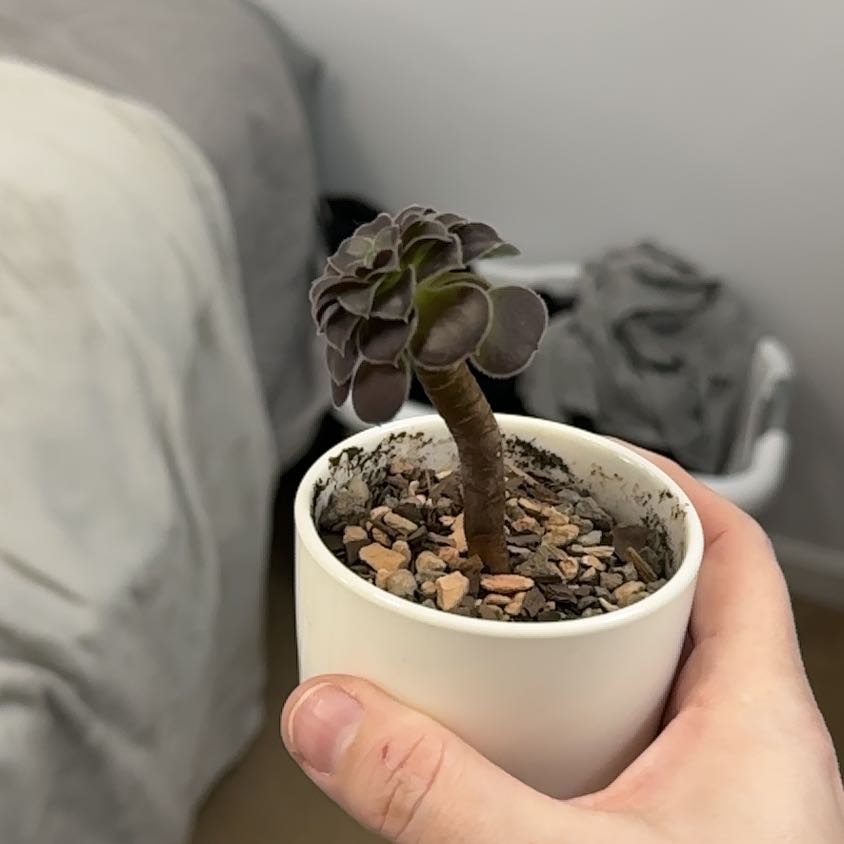 Photo of the plant species Garnet by @mothasucca named Coco on Greg, the plant care app