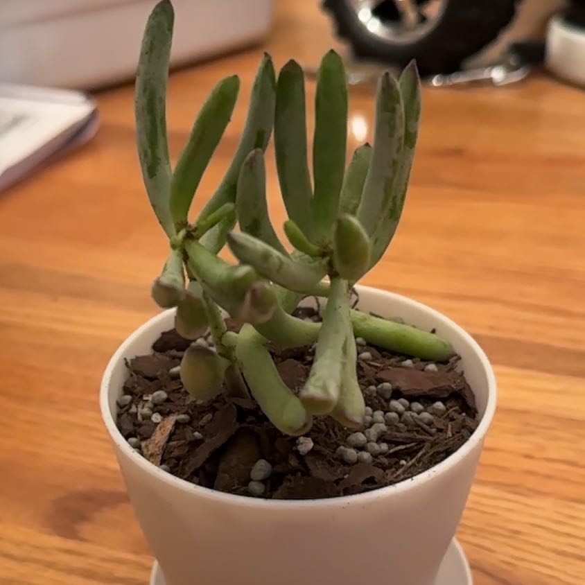 Photo of the plant species Cotyledon 'Happy Young Lady' by @mothasucca named Sproutacus on Greg, the plant care app