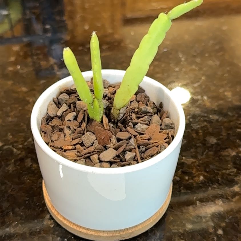 Photo of the plant species Hurricane Cactus by @mothasucca named Kobe on Greg, the plant care app