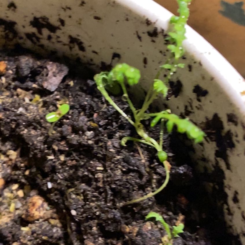 Photo of the plant species Yarrow by @FairBentgrass named Bodhi on Greg, the plant care app