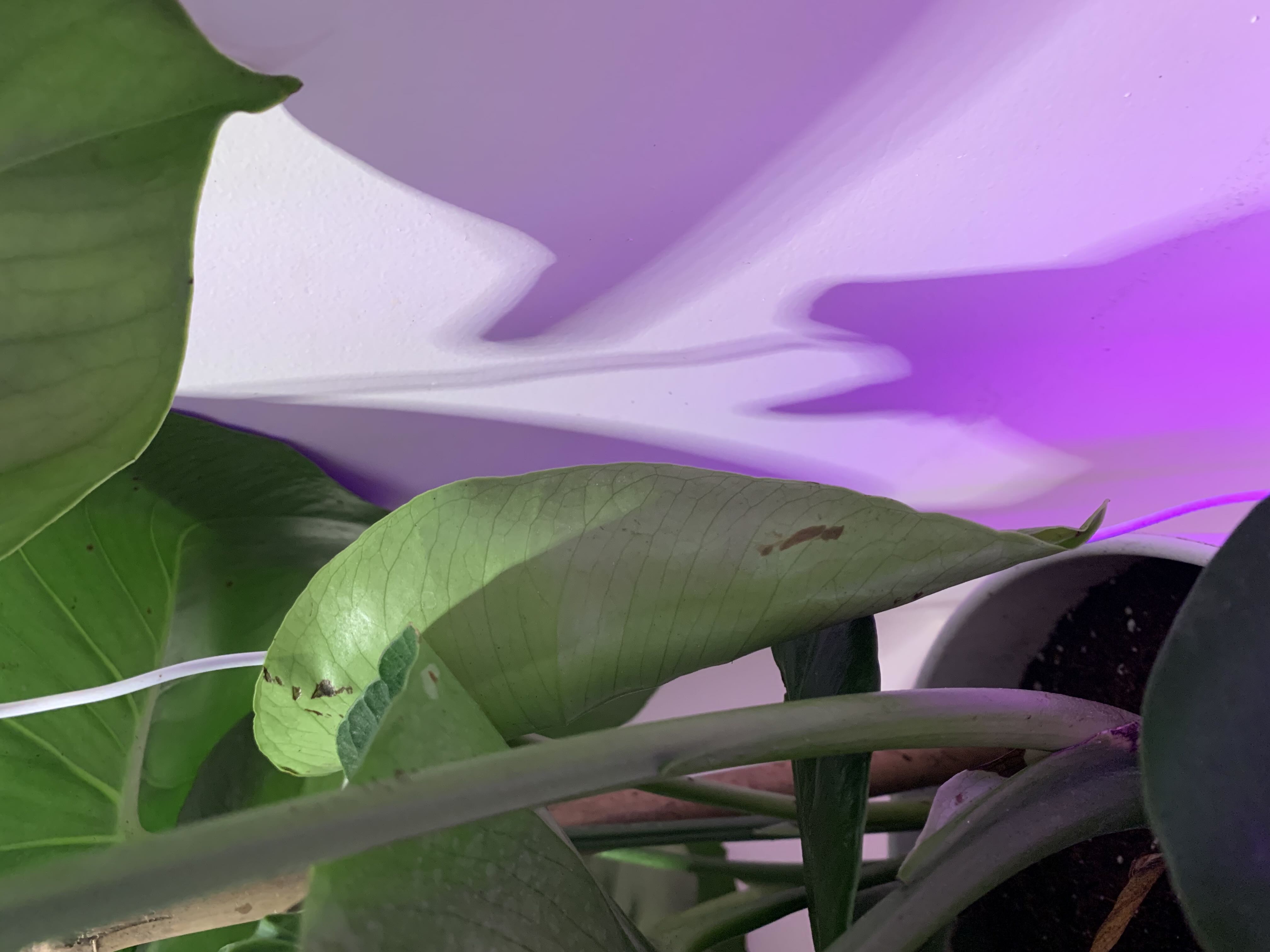 tiny-brown-spots-on-monstera-even-on-new-leaves