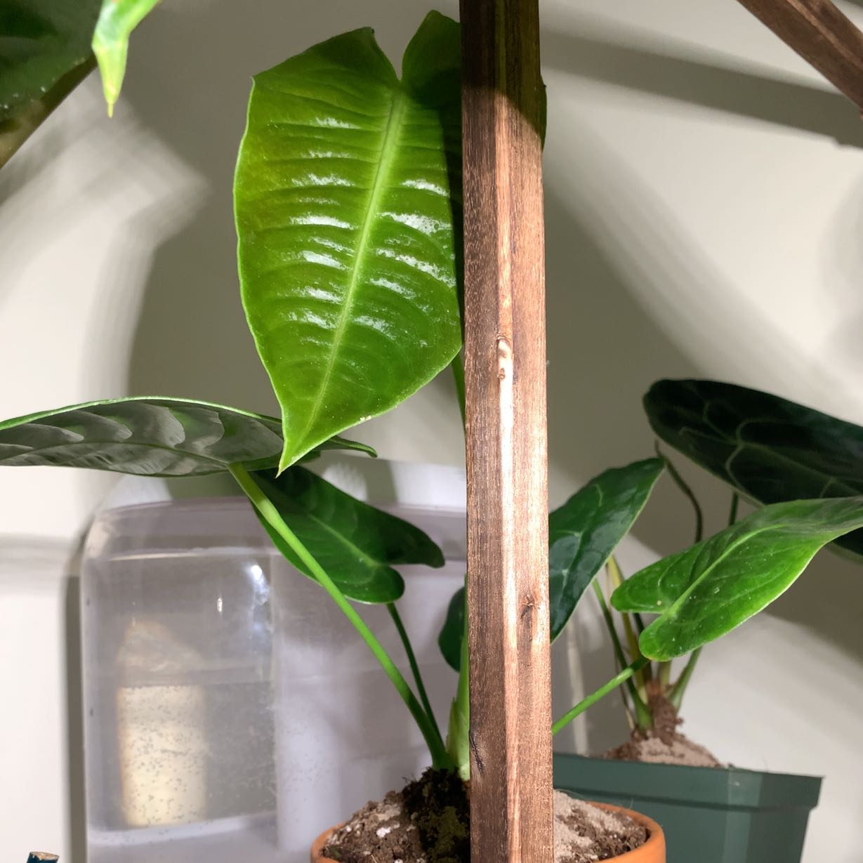Anthurium veitchii plant with large, glossy green leaves in a pot. Soil is visible.
