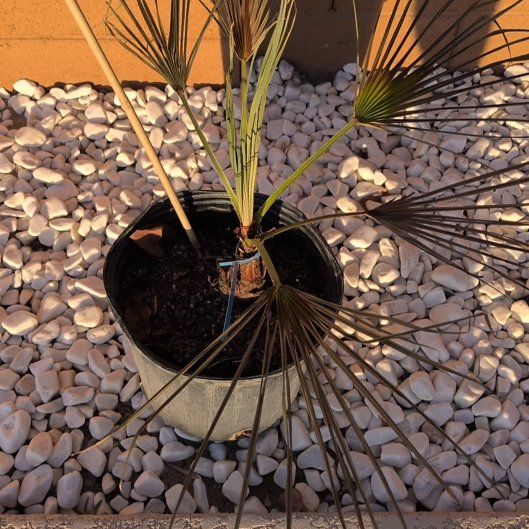 Photo of the plant species Mediterranean Fan Palm by @TycoonLilacmist named Gregarious on Greg, the plant care app