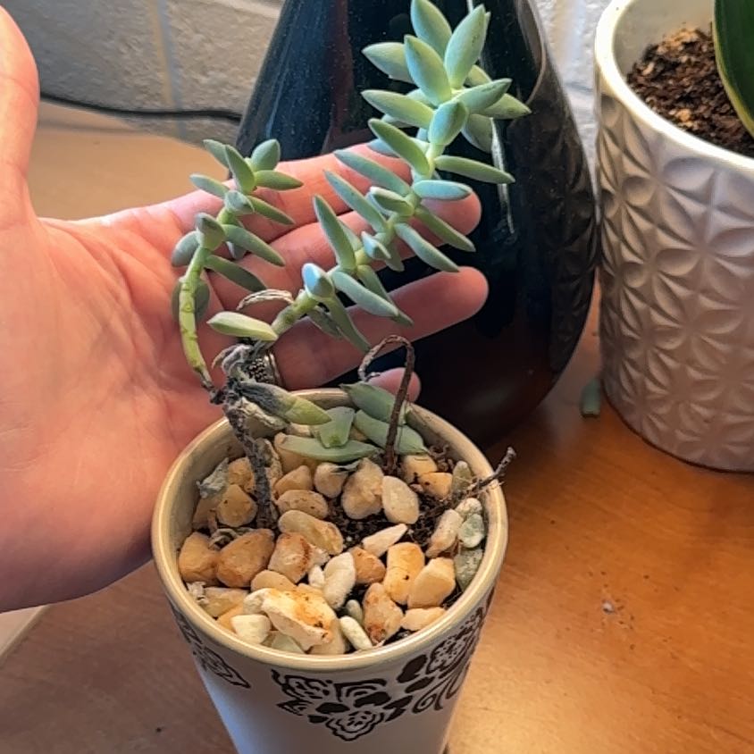 Graptosedum 'Blue Giant' succulent in a small pot with decorative stones, held by a hand.