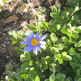 Photo of the plant species Garden Aster by @FortifiedGuasca named Willow on Greg, the plant care app