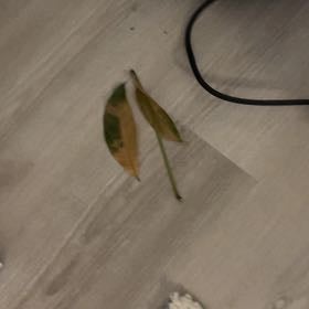 Photo of the plant species Bluecrown Passionflower by @AssuredPukatea named Bodhi on Greg, the plant care app