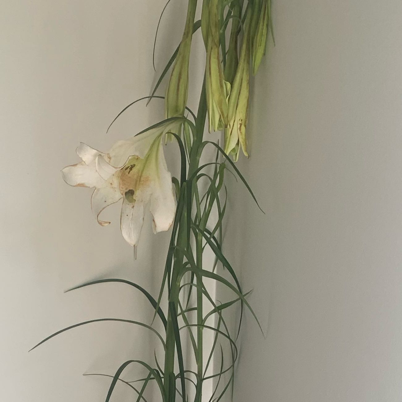 Photo of the plant species Formosa Lily by @SteadyBloodleaf named Osmo on Greg, the plant care app