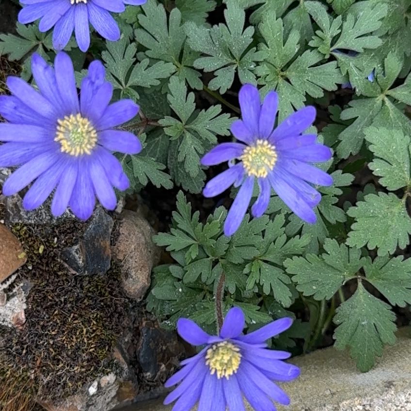 Photo of the plant species Greek Thimbleweed by @PremiumPersia named Sage on Greg, the plant care app