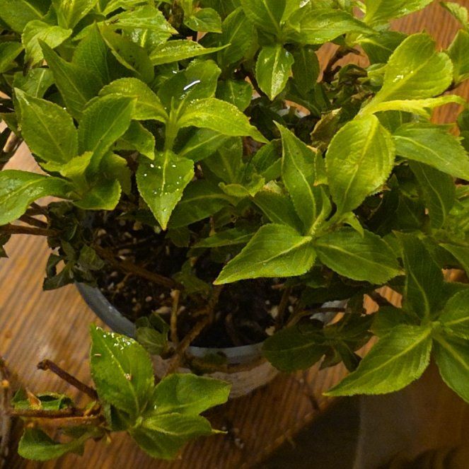 Photo of the plant species Sonic Bloom Pink Weigela by @MajorRosilla named Coco on Greg, the plant care app