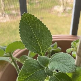Photo of the plant species Boldo by @CivicAnthora named Helena on Greg, the plant care app
