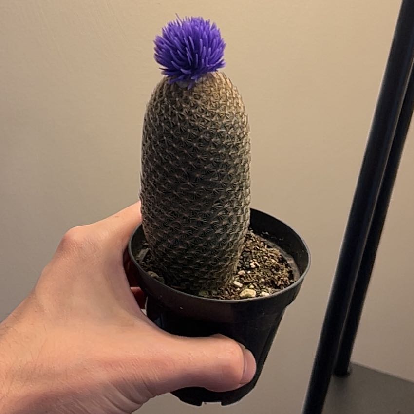 Coryphantha erecta cactus in a black pot, held by a hand.