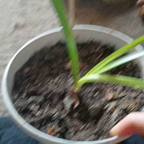 Photo of the plant species Rain Lily by @SmallfryBlusher named Fernie Mercury on Greg, the plant care app