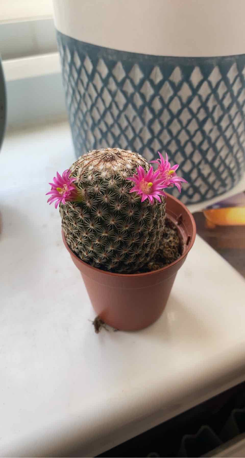 Arizona Rainbow Cactus in a pot with vibrant pink flowers, well-focused and healthy.