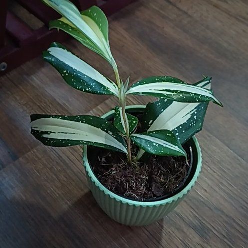 Photo of the plant species Dracaena 'Milky Way' by @LightCapnoides named Luna on Greg, the plant care app