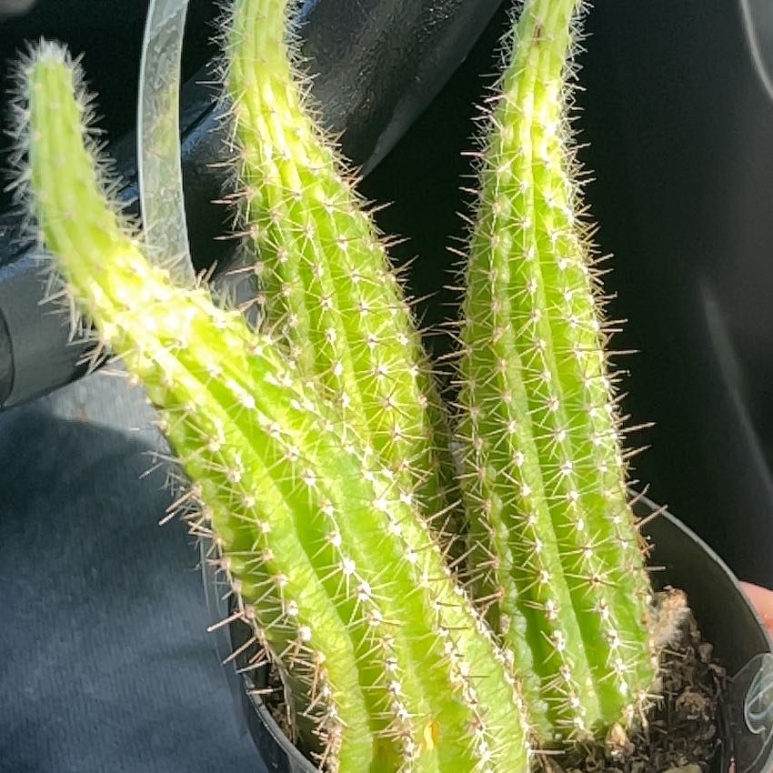 Healthy Mexican Night-Bloom Cereus cactus with three stems and vibrant green coloration.