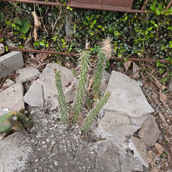 Photo of the plant species Snake Cholla by @RickyC named Aristotle on Greg, the plant care app