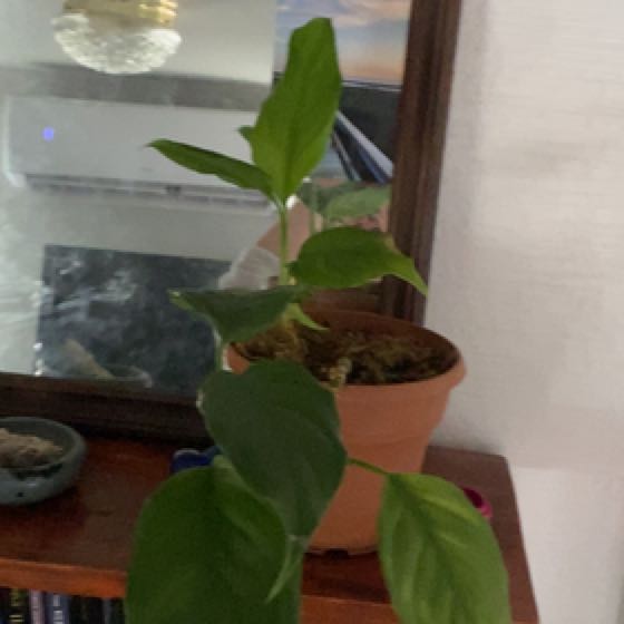 Photo of the plant species Peace Lily by @YummyRedwood named Street Rat on Greg, the plant care app