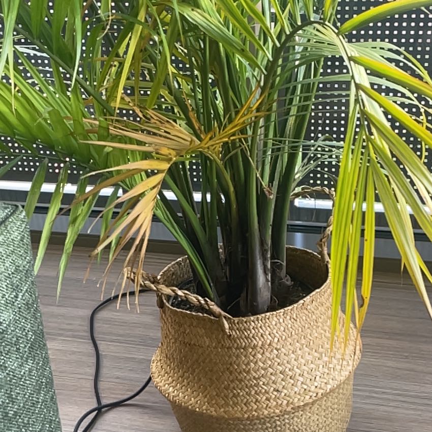 Christmas Palm plant in a woven basket with some yellowing leaves.