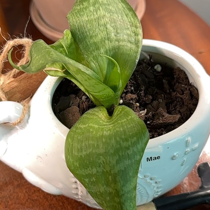 Photo of the plant species Dwarf Snake Plant by @SubtleGreyghost named Kendall on Greg, the plant care app
