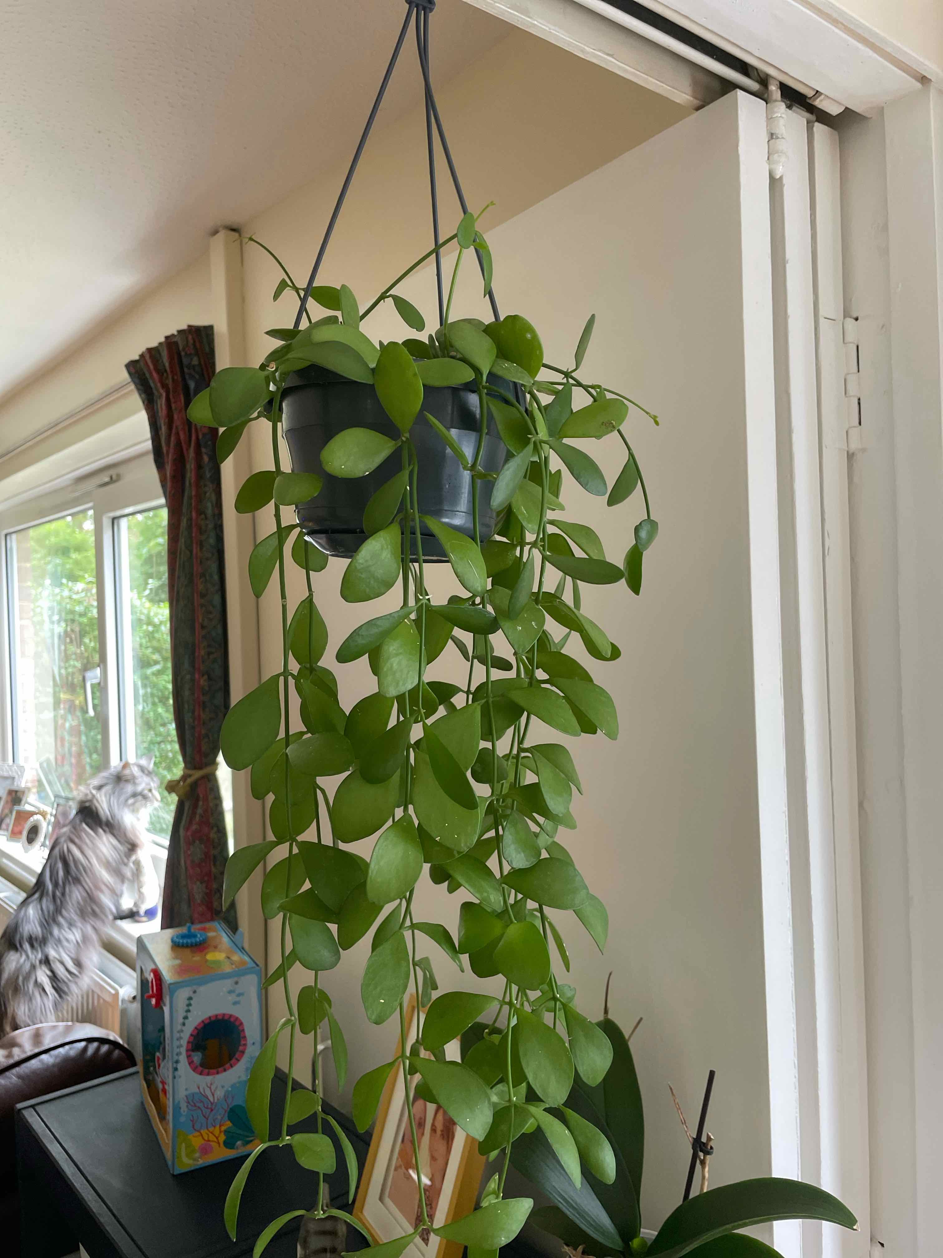 Hanging Dischidia imbricata plant with green oval leaves in a household setting.