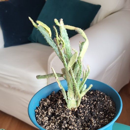 Photo of the plant species Joseph's Coat Cactus by @KindRosemoss named Sting on Greg, the plant care app