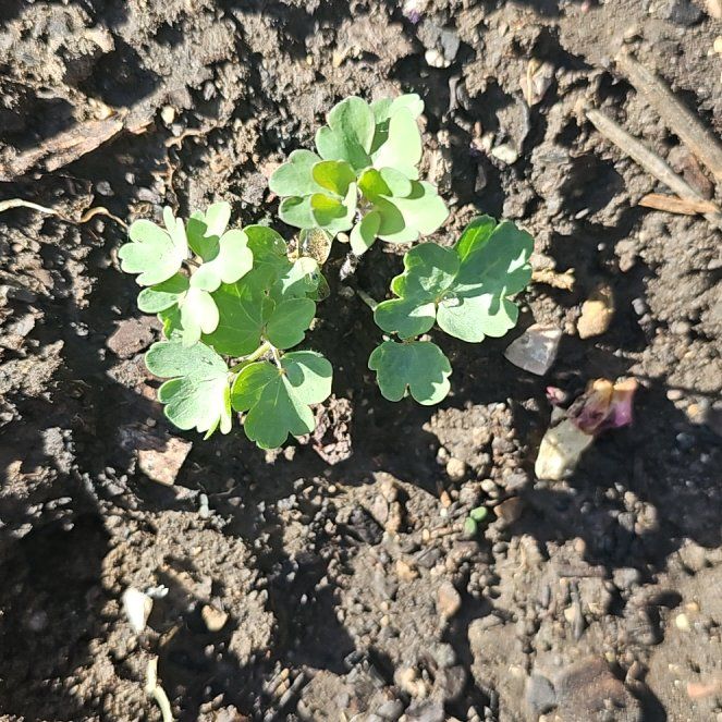 Photo of the plant species Wild Red Columbine by @SunnySilkyoak named Ronaldo on Greg, the plant care app