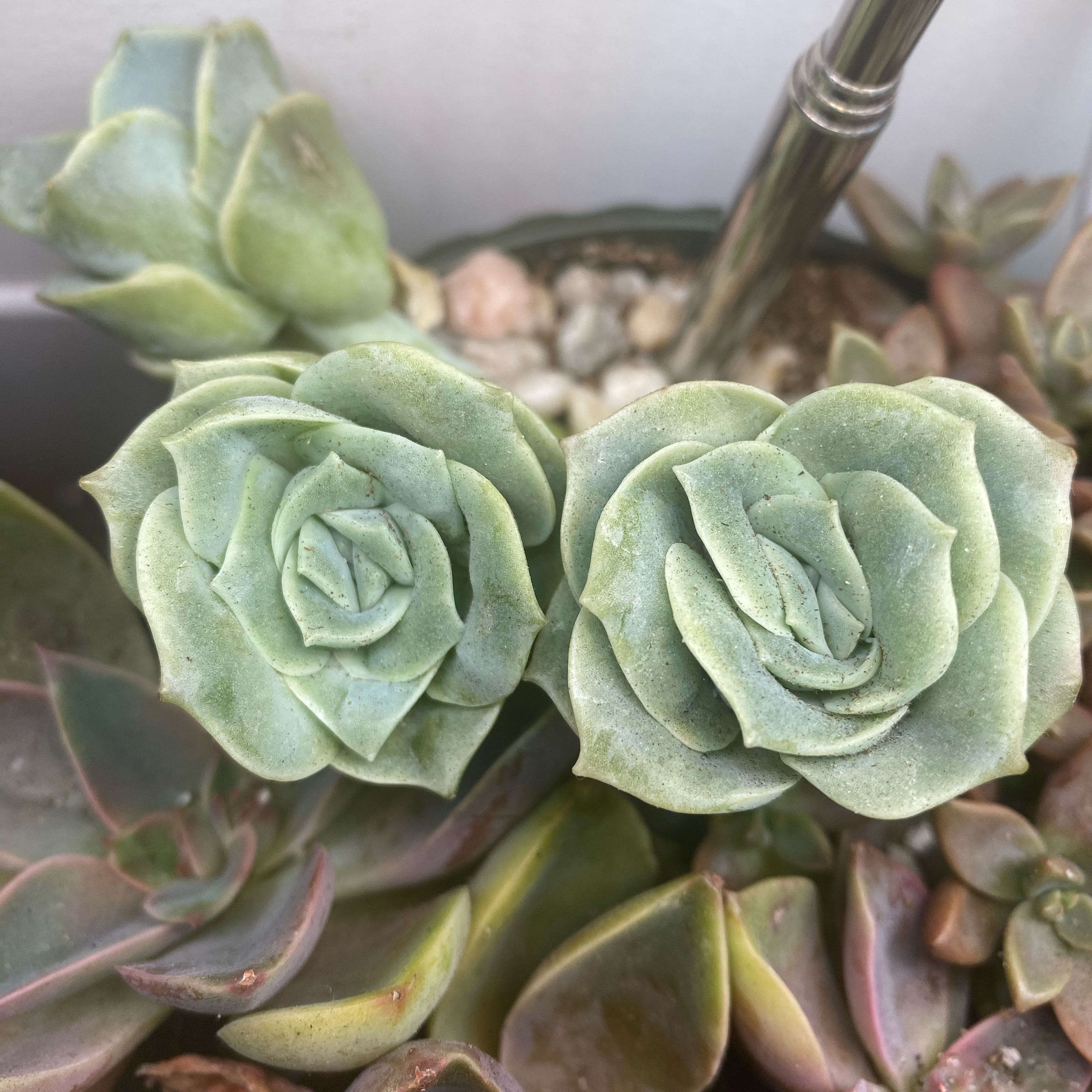 Graptoveria 'Lovely Rose' plant with two prominent rosettes, appearing healthy.