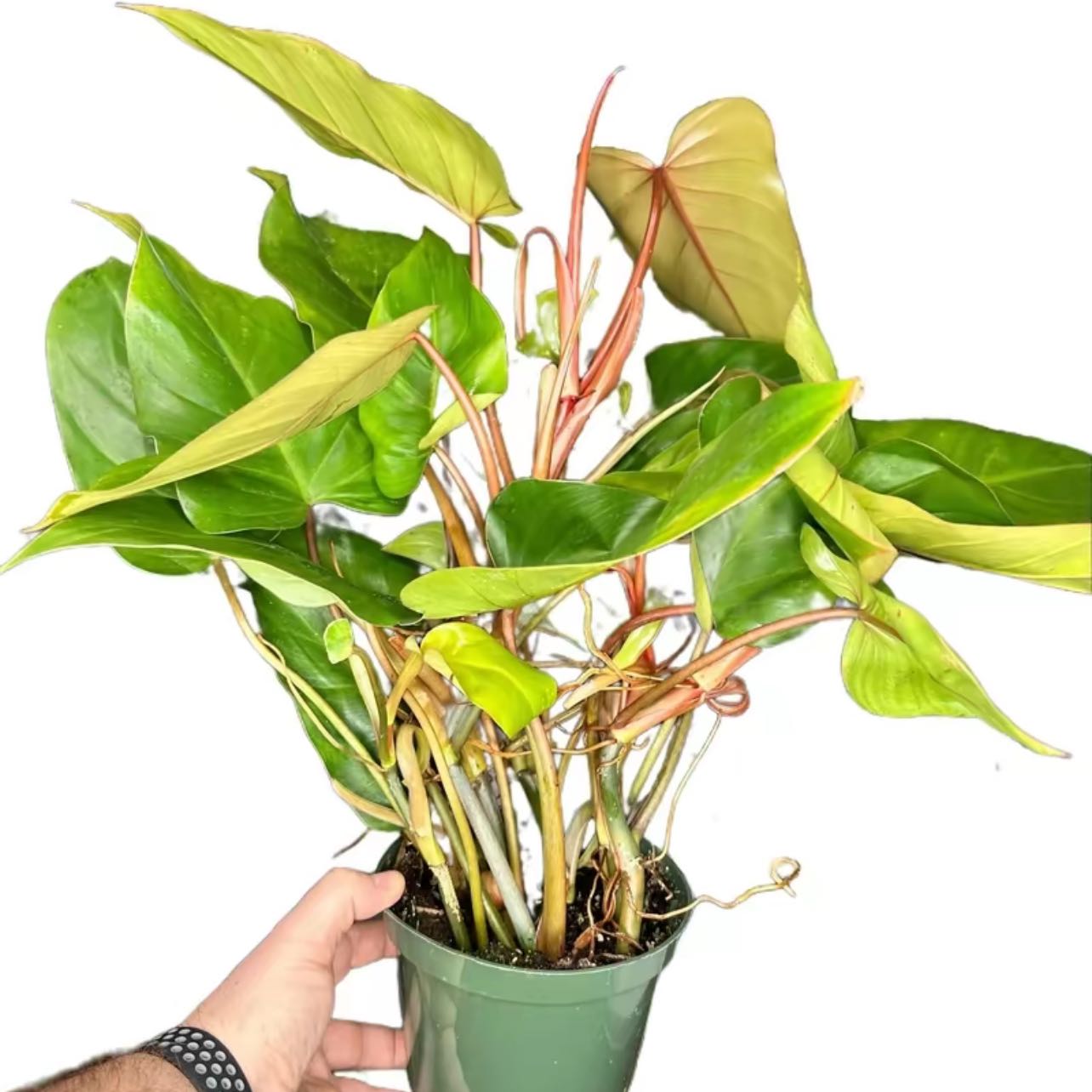 Red Emerald Philodendron plant with green leaves and reddish stems, held in a pot.