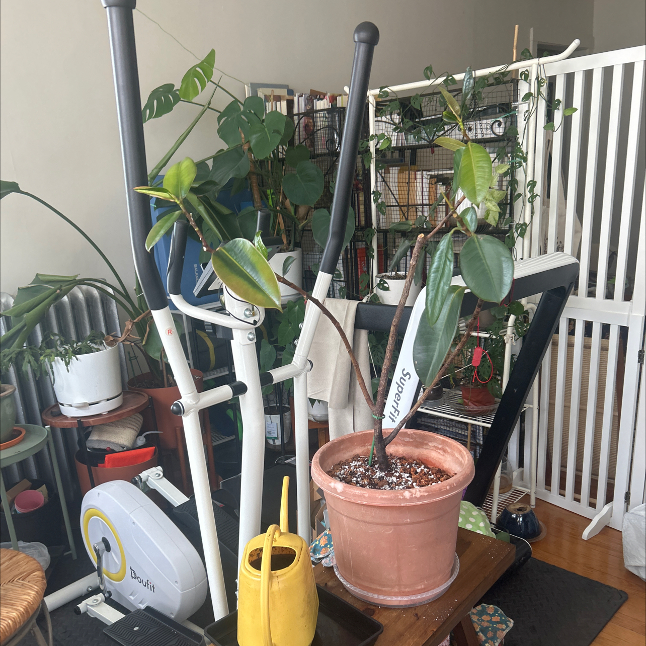Photo of the plant species Rubber Bush by @SocialTorgrass named curbside rubber plant on Greg, the plant care app