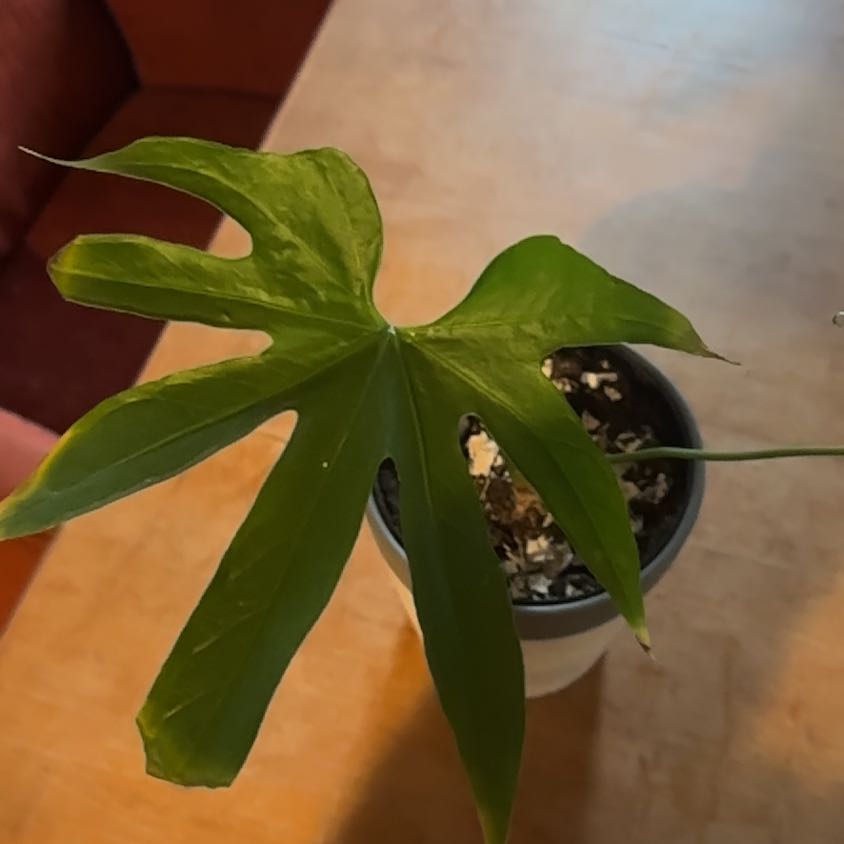Anthurium Fingers plant with a prominent green leaf in a pot. Soil is visible.
