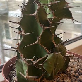 Photo of the plant species Cow's Horn Plant by @CalmWallflower named Scarlett on Greg, the plant care app