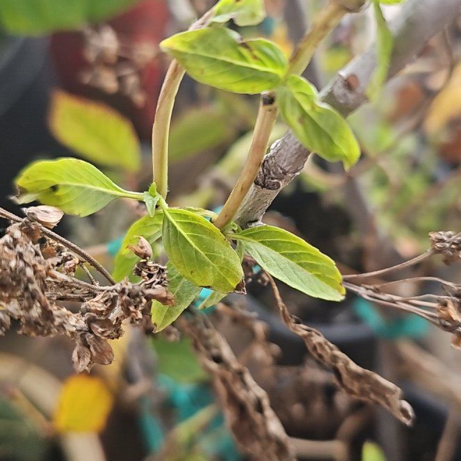 Photo of the plant species Horse Mint by @GenteelDateplum named Rainier on Greg, the plant care app